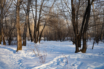 winter landscape with trees