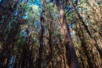 Reforestation of pinus elliot within a forest on the farm. Wood widely used in the pulp industry and in civil construction and furniture.