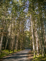 Forêt dense de cèdres sous une lumière tamisée