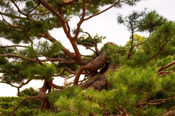Ancient Pine Tree With Twisting Branches And Lush Green Needles Showcasing Strength And Natural Elegance