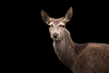 Red deer a portrait