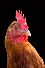 Hen a portrait