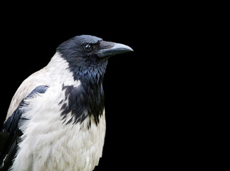 Hooded crow on a black background