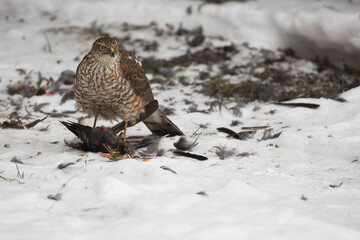 A young Northern goshawk on the hunt