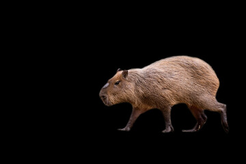 Capybara on a black background