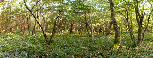 Lush Green Forest with Twisting Trees and Dense Underbrush in Tranquil Wilderness of Hallasan Mountain