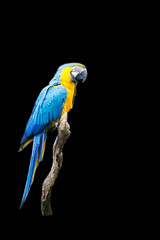 Ara on a black background