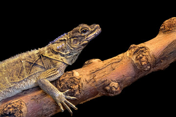 Lizard on a black background