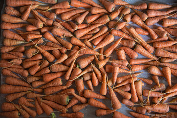 Carrot roots, vegetable close up. Healthy food from courtyard garden. Saturated orange color of carrot roots. Gathering harvest from vegetable garden. Clean carrot drying on the cloth, top view.