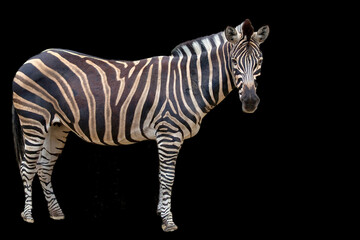 Zebra on a black background