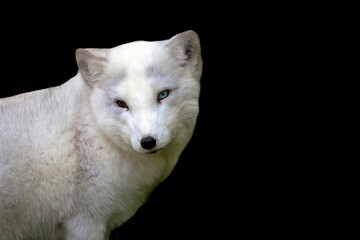Silver fox on a black background