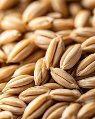 Detailed macro shot of golden barley grains for agricultural and culinary uses
