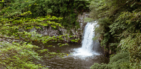 Fototapeta premium Powerful Waterfall Plunging Over Rugged Cliffs into Deep Pool Surrounded by Lush Forest in Jeju Island