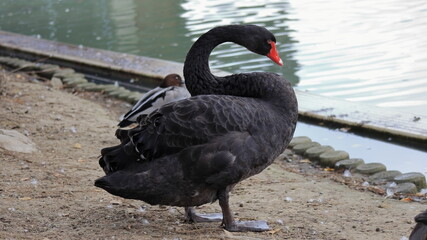 Cigno nero Cygnus atratus sulla riva del lago