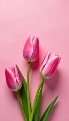 Fototapeta premium Pink tulips with subtle shading on a light pink background, pink tulips, tulip