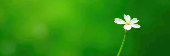 Simple white flower isolated on green background, plant, nature, single flower