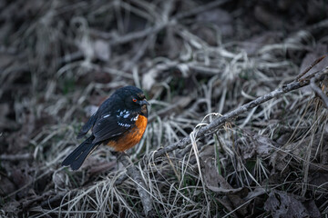 A spotted towhee bird Pipilo maculatus perches on a branch at British Columbia Canada North America.