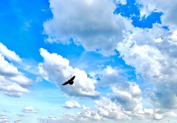birds in the sky