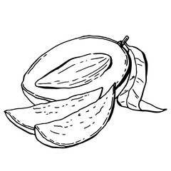 Mango fruit composition hand drawn. Tropical fruit clip art. Summer sweet food in doodle sketch style. Vector illustration