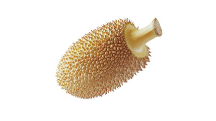 Obraz premium A tropical jackfruit with its unique spiky outer skin, falling mid-air, isolated on a white background.