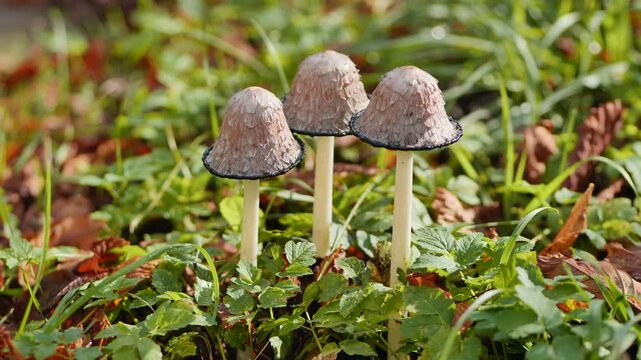 Hare'sfoot inkcap mushrooms nestling amid verdant grass and crisp fallen leaves, embodying woodland autumn landscape