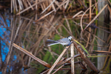 White wagtail perched on reeds above reflective water in wetland