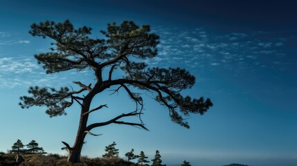 silhouette pine trees above