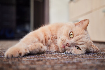 A large beige British cat is lying on the floor. Pedigreed animals