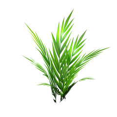 3d Chamaedorea elegans plant palm trees isolated on transparency background. Suitable for many purposes.