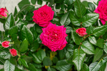 Pink rose flowers and green leaves background