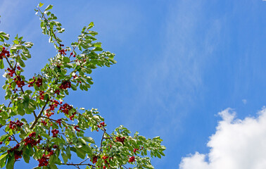 Cherry tree branch with ripe large fruits on sky background.