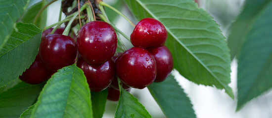 Close up on big Cherries hanging on a cherry tree branch.