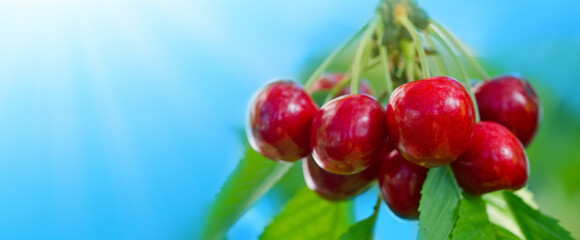 Close up on big Cherries hanging on a cherry tree branch.