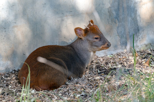 A small pudu deer with reddish-brown fur and tiny antlers rests against a concrete wall, surrounded by dry leaves and grass in dappled sunlight.