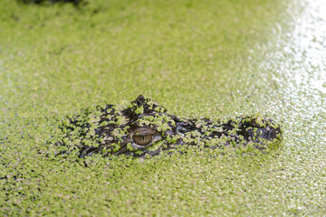 A crocodile's head barely visible beneath a thick layer of green duckweed, with its sharp eye...