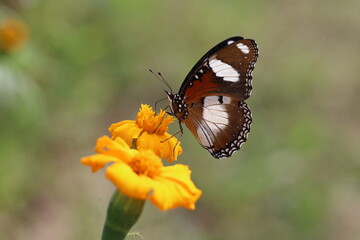butterfly on a flower