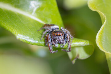 Close-up Macro of a Jumping Spider on Green Foliage - Australia