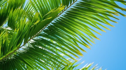 Fototapeta premium up tropical palm leaves