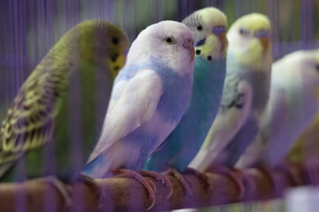 colourful birds are beautiful