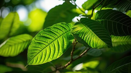 Fototapeta premium speciosa kratom tree