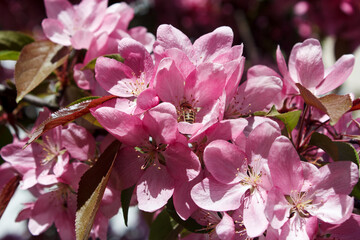 Obraz premium blossoming almond branch