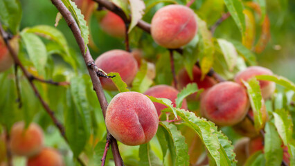 The peach - Prunus persica  - is a fruit bearing  tree. Red, ripe peaches with juicy yellow flash  in the orchard.
