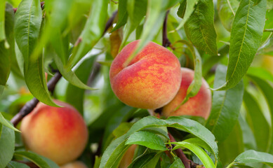 The peach - Prunus persica  - is a fruit bearing  tree. Red, ripe peaches with juicy yellow flash  in the orchard.