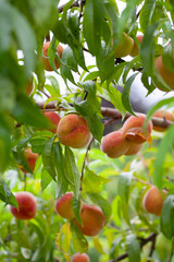 The peach - Prunus persica  - is a fruit bearing  tree. Red, ripe peaches with juicy yellow flash  in the orchard.