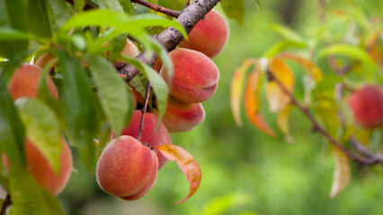 The peach - Prunus persica  - is a fruit bearing  tree. Red, ripe peaches with juicy yellow flash ...