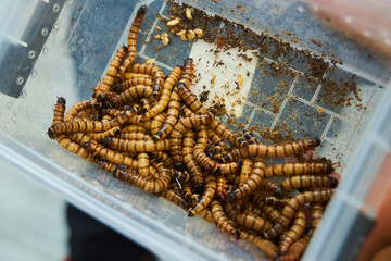 Lots of big worms in a box. An exotic animal
