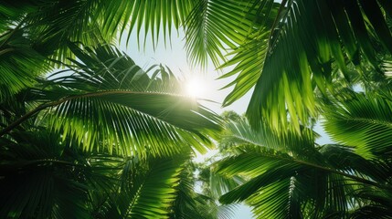 Fototapeta premium jungle palm leaves background