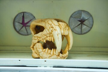 A blind guessing game. The skull is made of plastic.