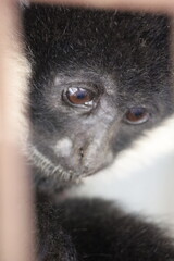 black and white lemur