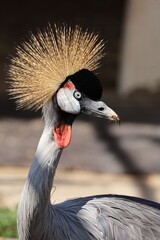Fototapeta premium grey crowned crane